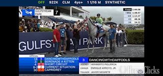 "Dancingwthdaffodls" Grey Mare Thoroughbred - Thoroughbred in Florida