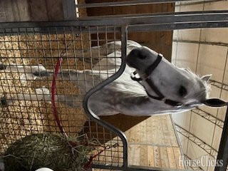 "Dancingwthdaffodls" Grey Mare Thoroughbred - Thoroughbred