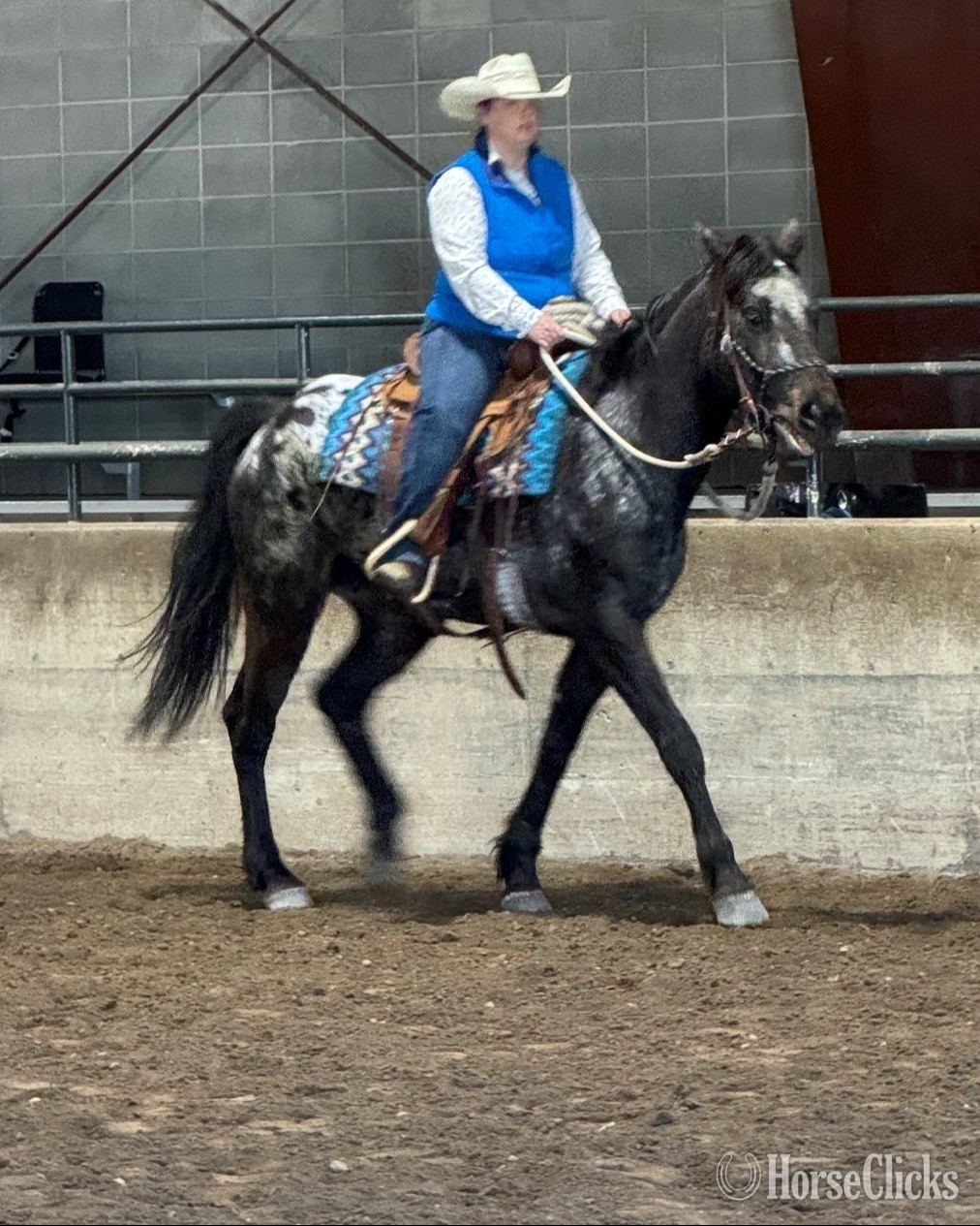 "Eagles Black Shadow" Black Mare Appaloosa
