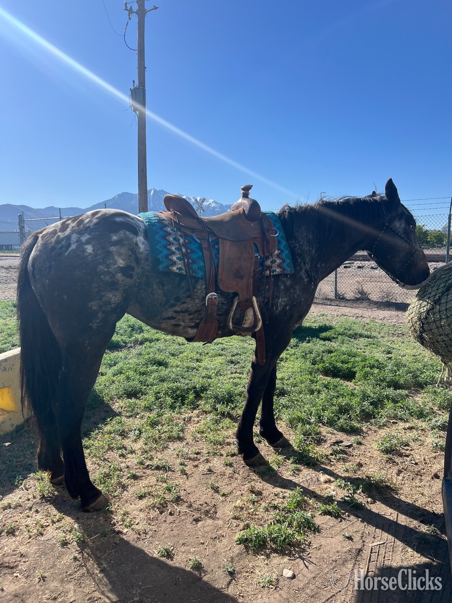 Utah "Eagles Black Shadow" Black Mare Appaloosa