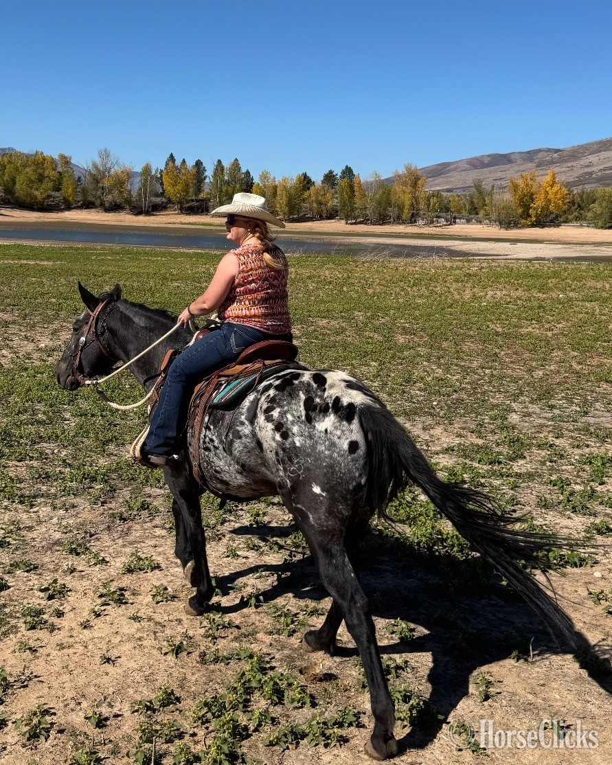 "Eagles Black Shadow" Black Mare Appaloosa - Appaloosa in Utah