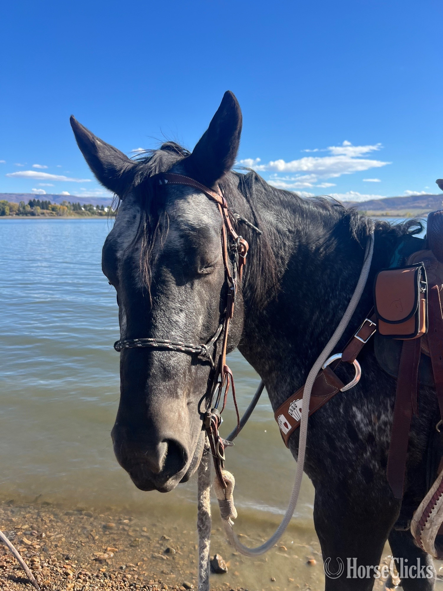 "Eagles Black Shadow" Black Mare Appaloosa - Appaloosa