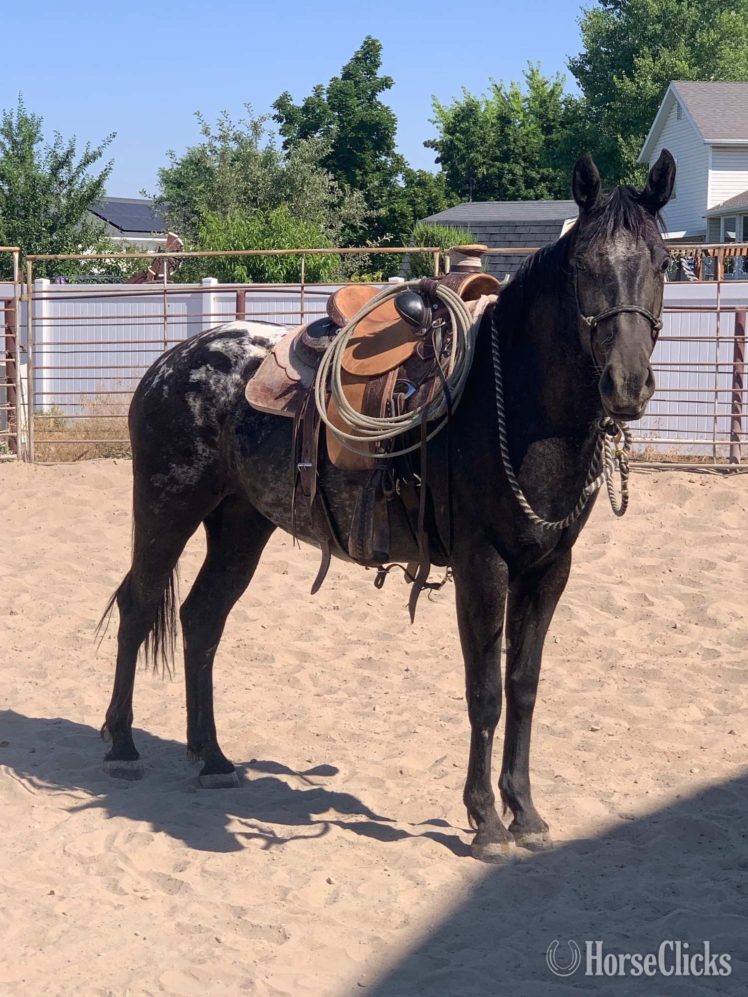 Appaloosa - "Eagles Black Shadow" Black Mare Appaloosa