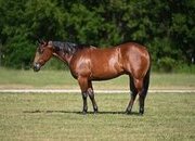 "Caveman " Bay Gelding Quarter Horse