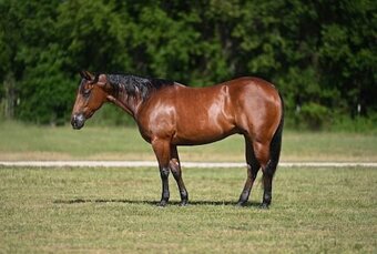 "Caveman " Bay Gelding Quarter Horse