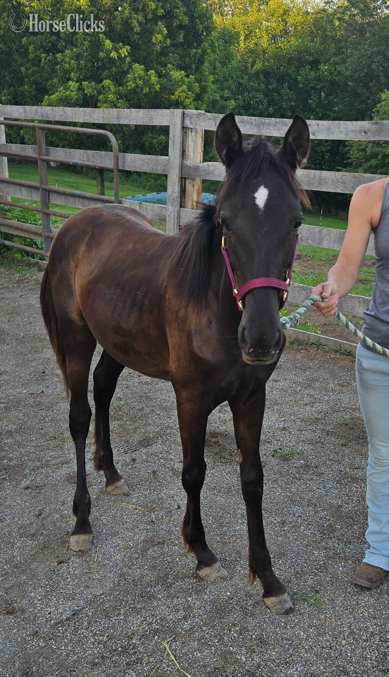 "Georgia" Brown Filly Walkaloosa in Pennsylvania