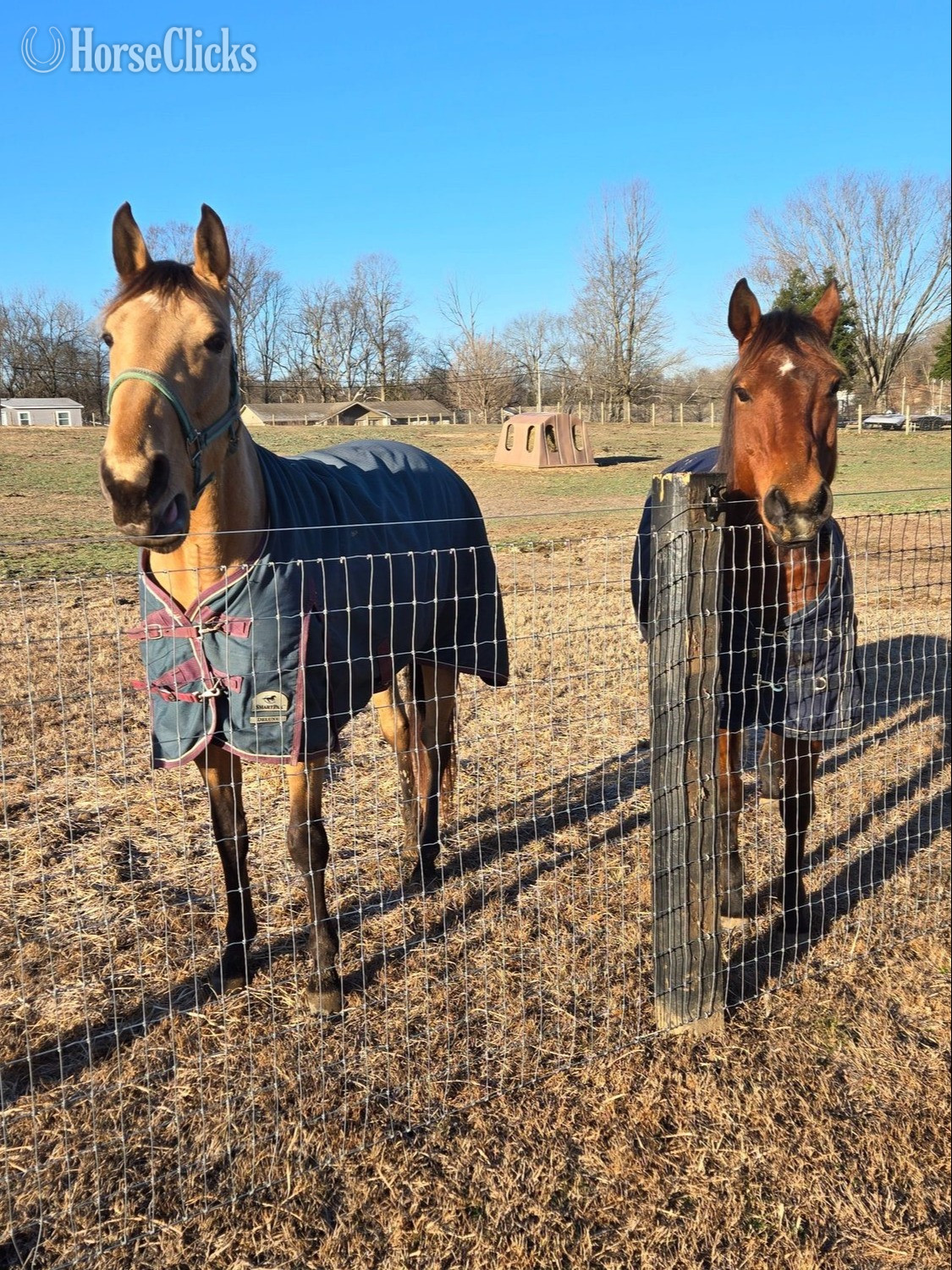 "Dustys Lil Chico JF" Bay Mare Quarter Horse