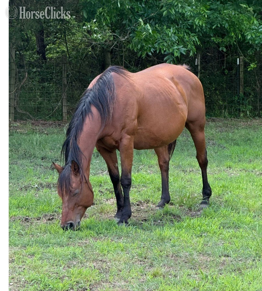 Kentucky "Dustys Lil Chico JF" Bay Mare Quarter Horse