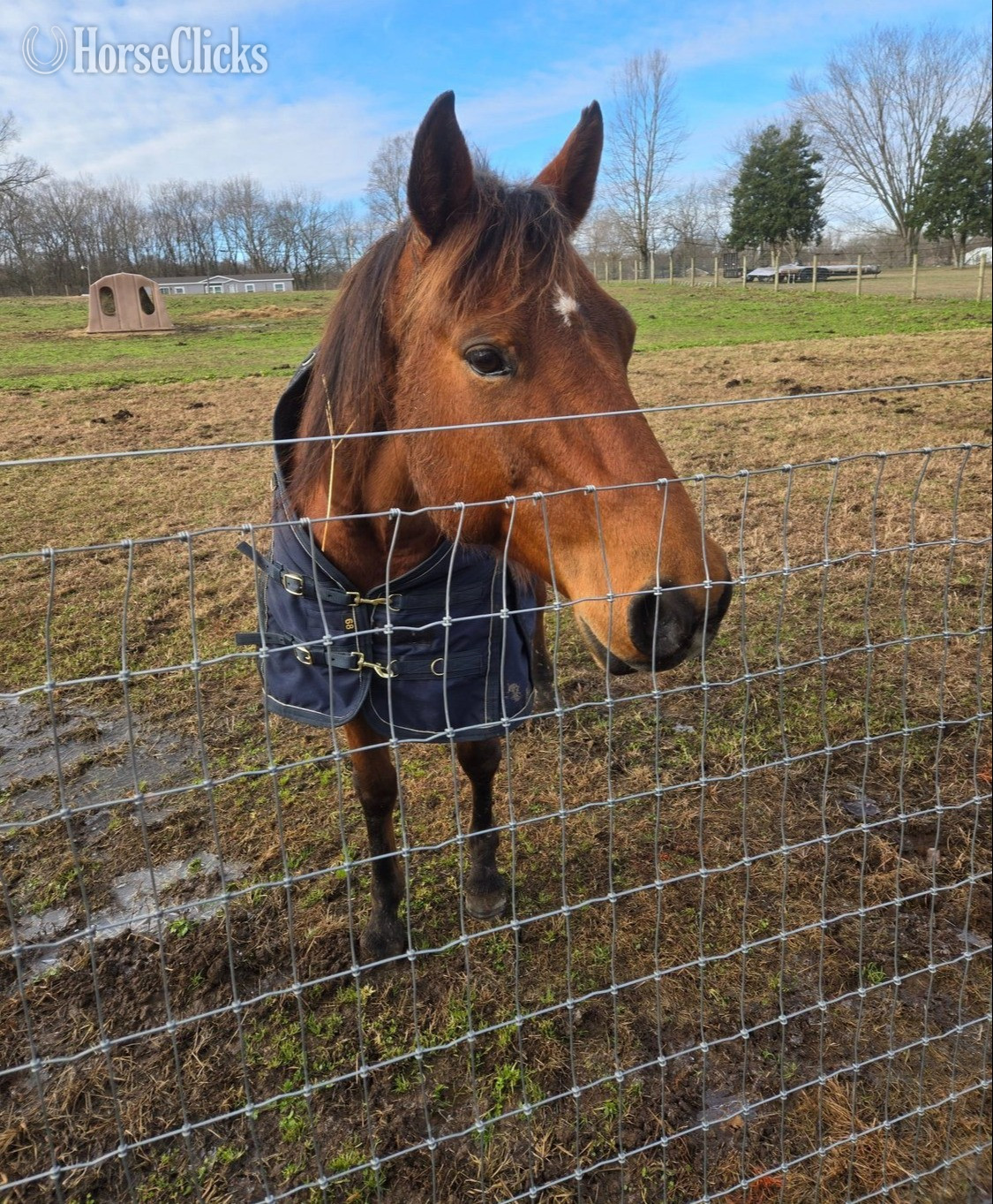 "Dustys Lil Chico JF" Bay Mare Quarter Horse - Quarter Horse in Kentucky
