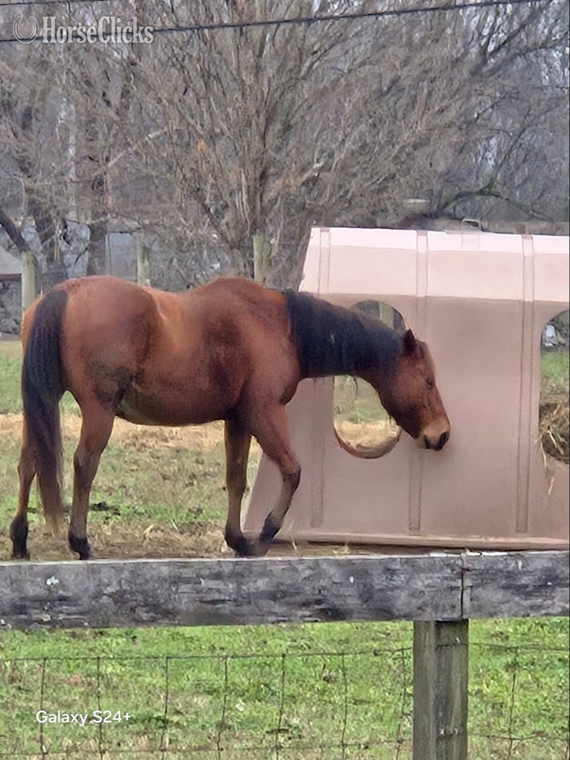 "Dustys Lil Chico JF" Bay Mare Quarter Horse - Quarter Horse