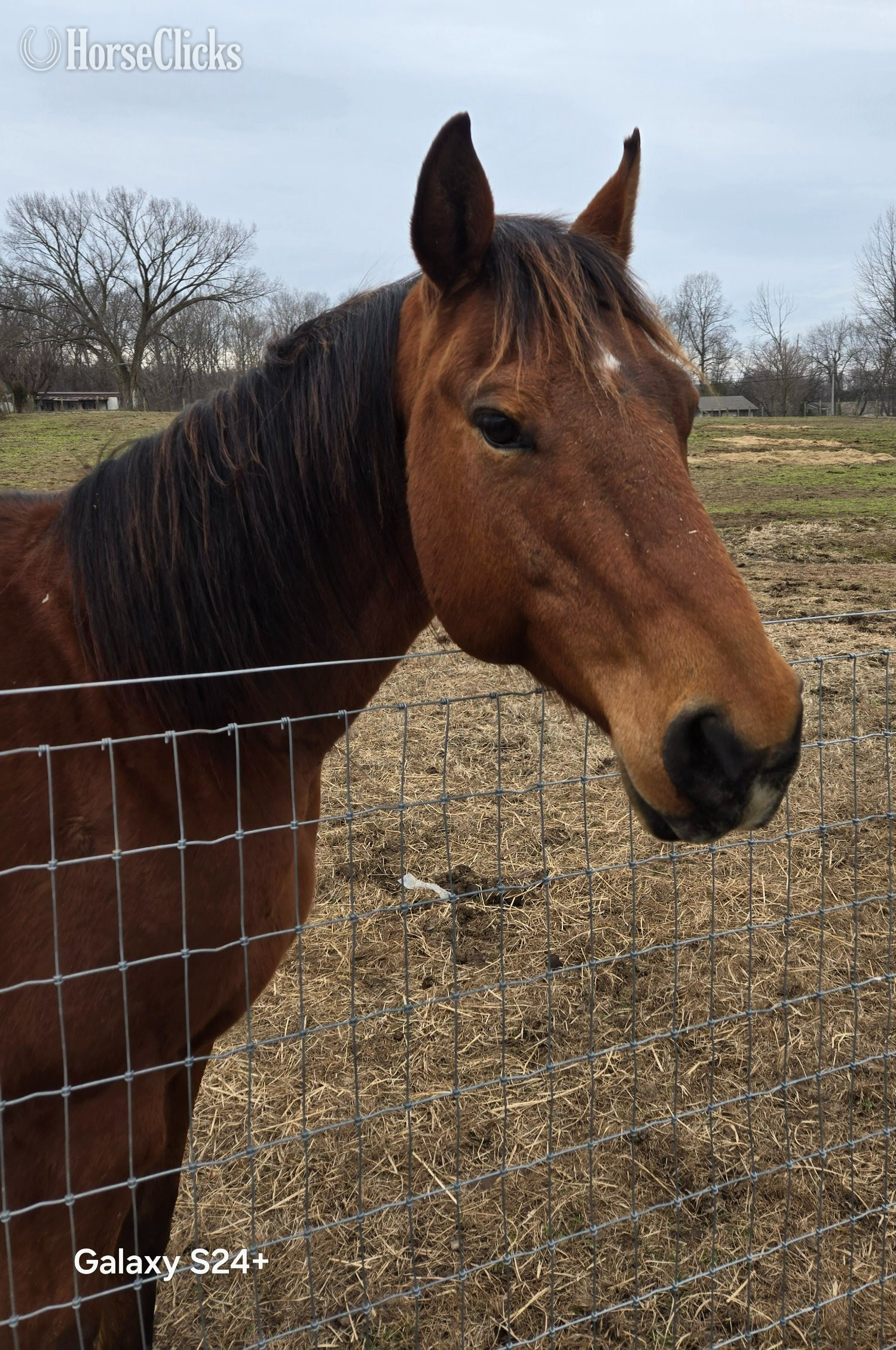 "Dustys Lil Chico JF" Bay Mare Quarter Horse Kentucky