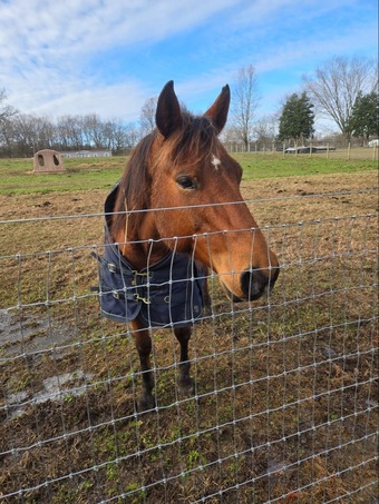 "Dustys Lil Chico JF" Bay Mare Quarter Horse