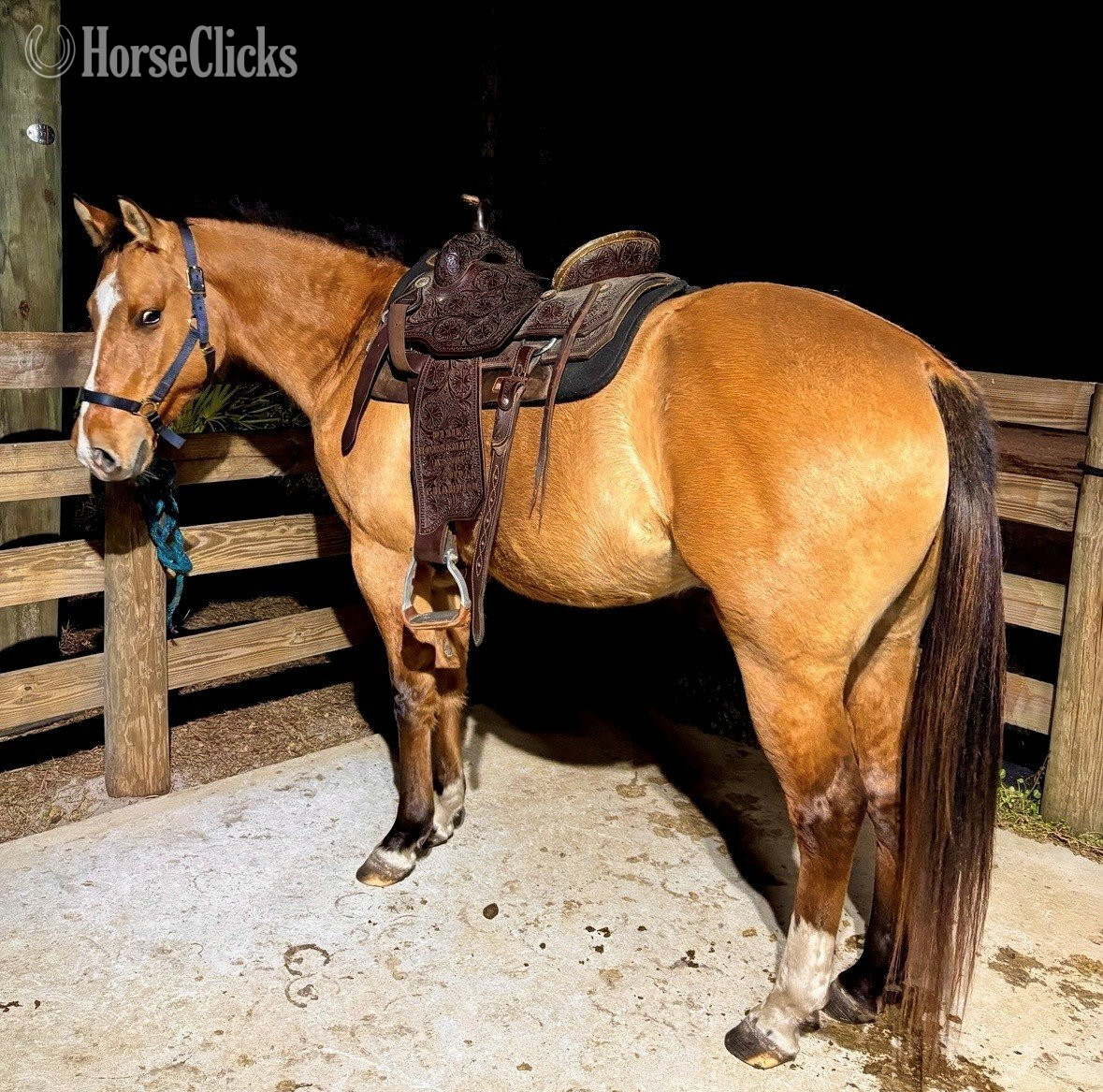 "Playboys Lucky Smoke" Dun Gelding Quarter Horse in Florida