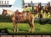 "Elli" Chocolate Mare Haflinger