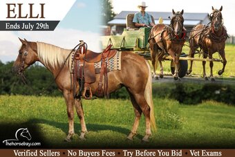 "Elli" Chocolate Mare Haflinger