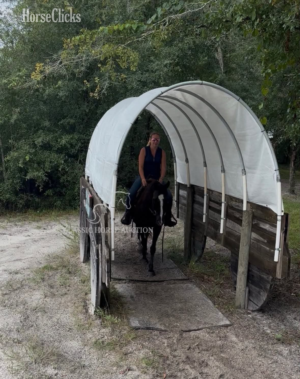 Florida "SAGE" Black Mare Rocky Mountain