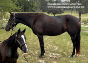 "SAGE" Black Mare Rocky Mountain
