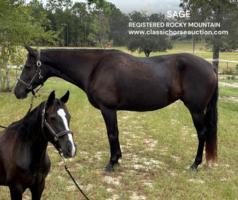 "SAGE" Black Mare Rocky Mountain
