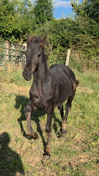 "Rayna " Black Filly Friesian