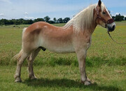 "SAMSON "MEADOW CREST KNIGHT"" Chestnut Gelding Draft