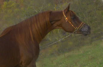 "Prince Jamilll" Chestnut Stallion Arabian