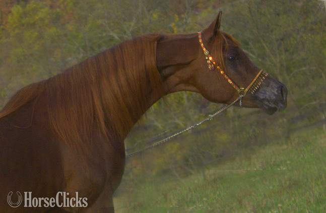 "Prince Jamilll" Chestnut Stallion Arabian in Pennsylvania