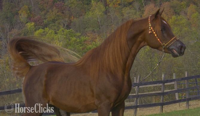 "Prince Jamilll" Chestnut Stallion Arabian