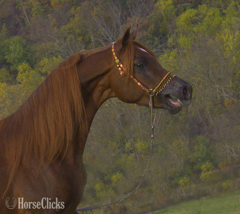 Pennsylvania "Prince Jamilll" Chestnut Stallion Arabian