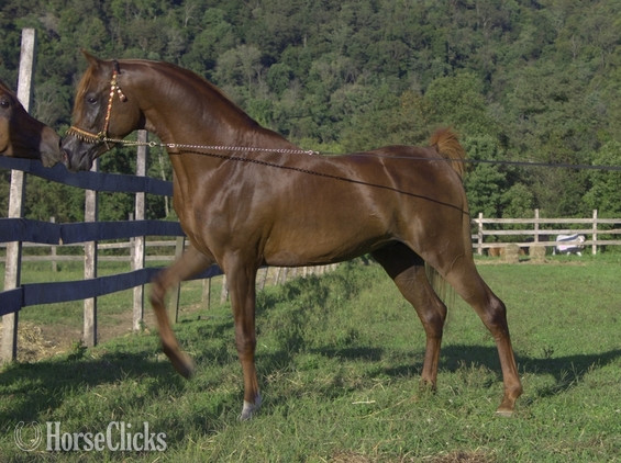 "Prince Jamilll" Chestnut Stallion Arabian - Arabian in Pennsylvania