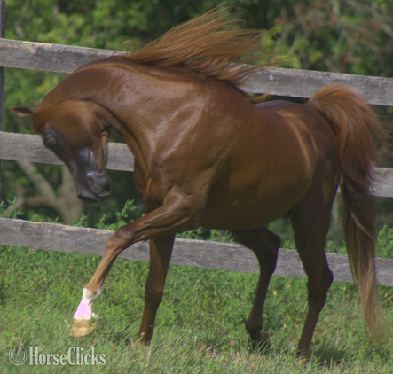 "Prince Jamilll" Chestnut Stallion Arabian - Arabian