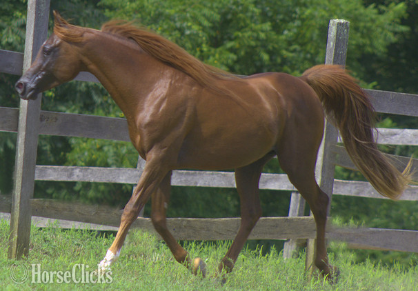 "Prince Jamilll" Chestnut Stallion Arabian Pennsylvania