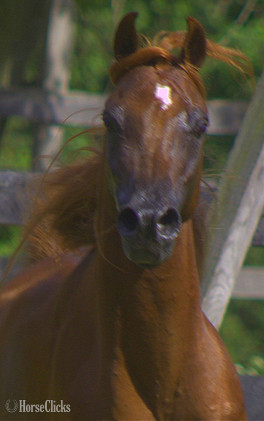 Arabian - "Prince Jamilll" Chestnut Stallion Arabian in Pennsylvania