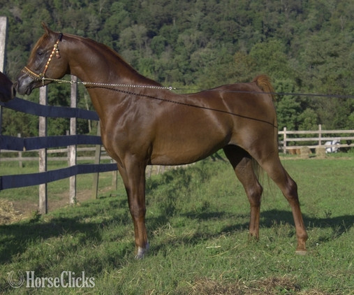 Arabian - "Prince Jamilll" Chestnut Stallion Arabian
