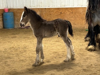 "Feathers and Lace Rebels Black Whiskey" Black Colt Gypsy Vanner
