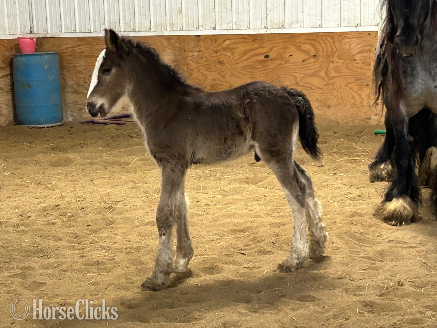 "Feathers and Lace Rebels Black Whiskey" Black Colt Gypsy Vanner in Iowa