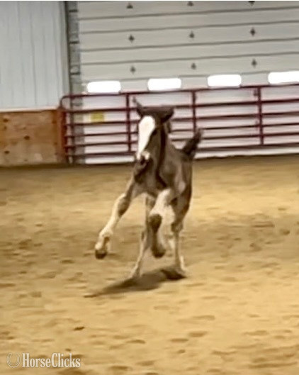 "Feathers and Lace Rebels Black Whiskey" Black Colt Gypsy Vanner