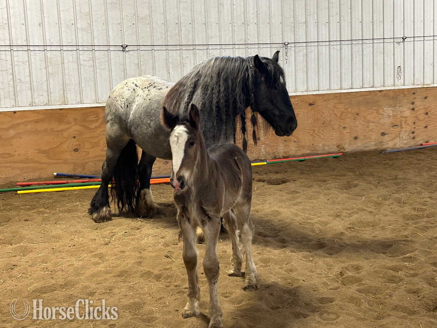 Iowa "Feathers and Lace Rebels Black Whiskey" Black Colt Gypsy Vanner