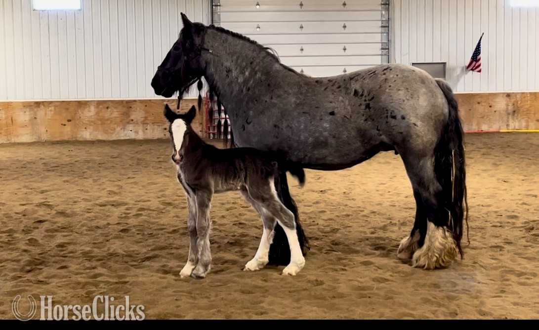 "Feathers and Lace Rebels Black Whiskey" Black Colt Gypsy Vanner - Gypsy Vanner in Iowa