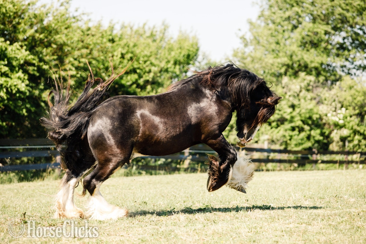 "Feathers and Lace Rebels Black Whiskey" Black Colt Gypsy Vanner - Gypsy Vanner