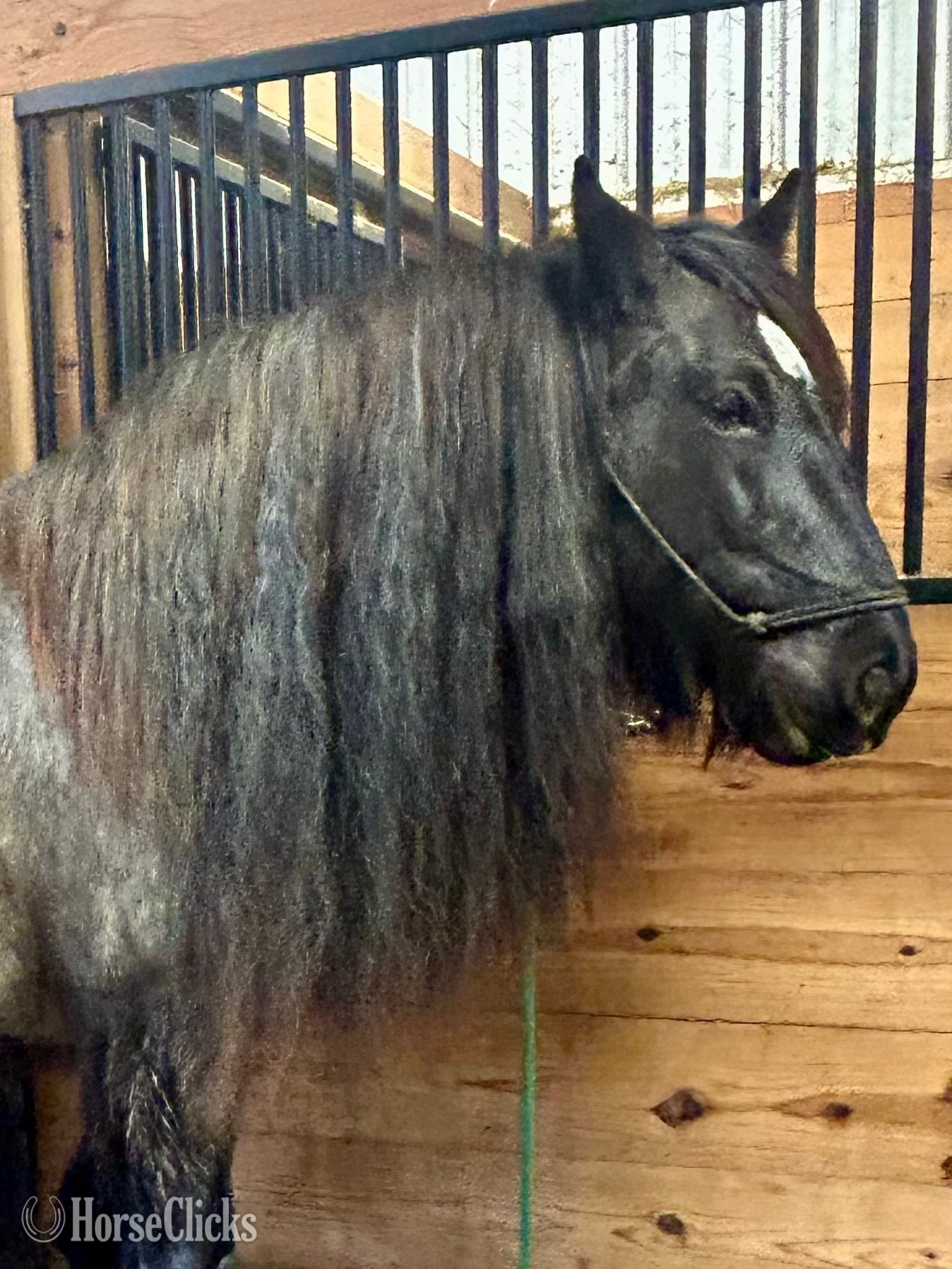 "Feathers and Lace Rebels Black Whiskey" Black Colt Gypsy Vanner Iowa
