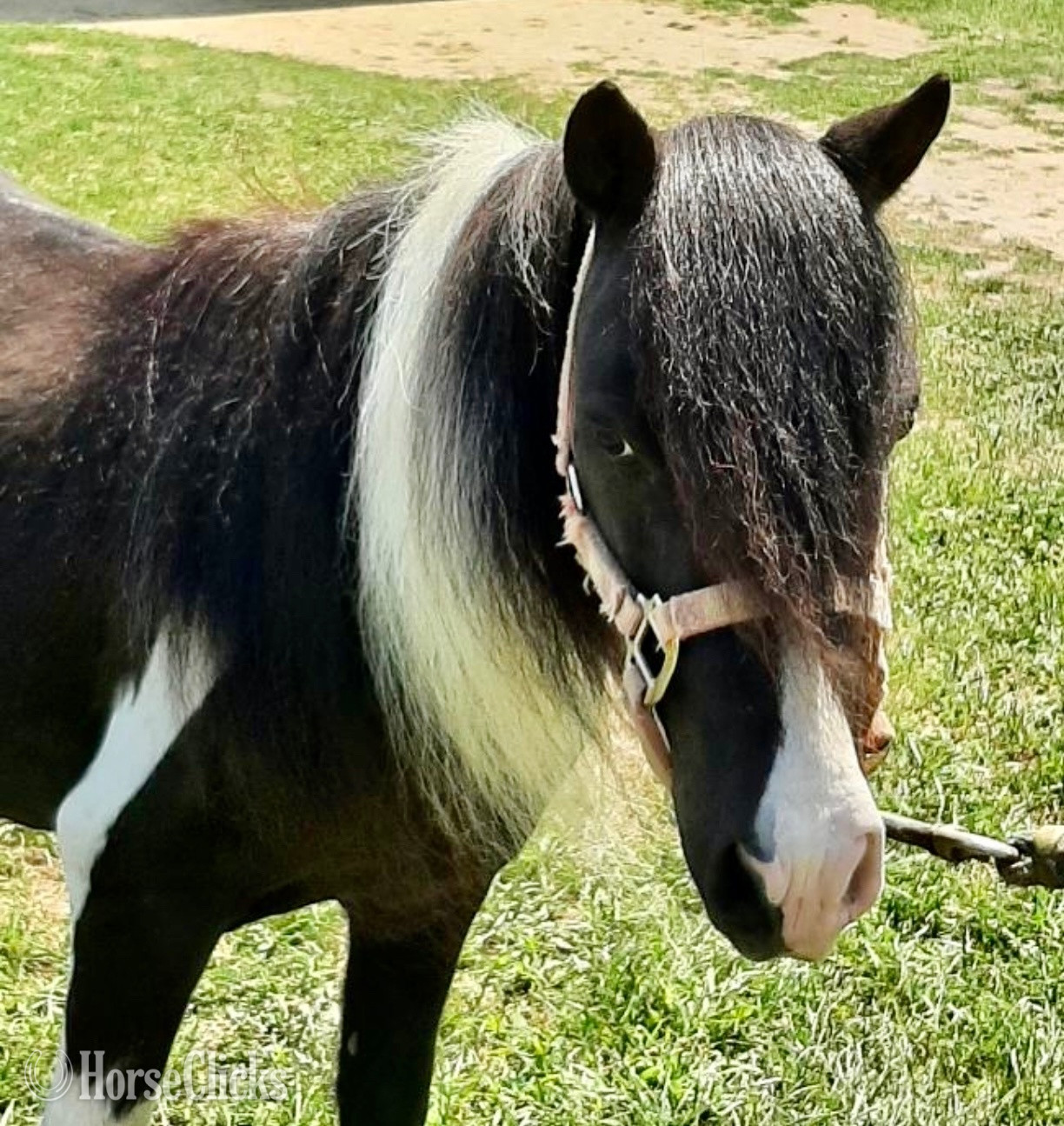 New York "Black Beauty"  Gelding Pony