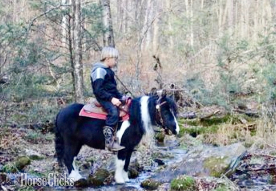 "Black Beauty"  Gelding Pony - Pony