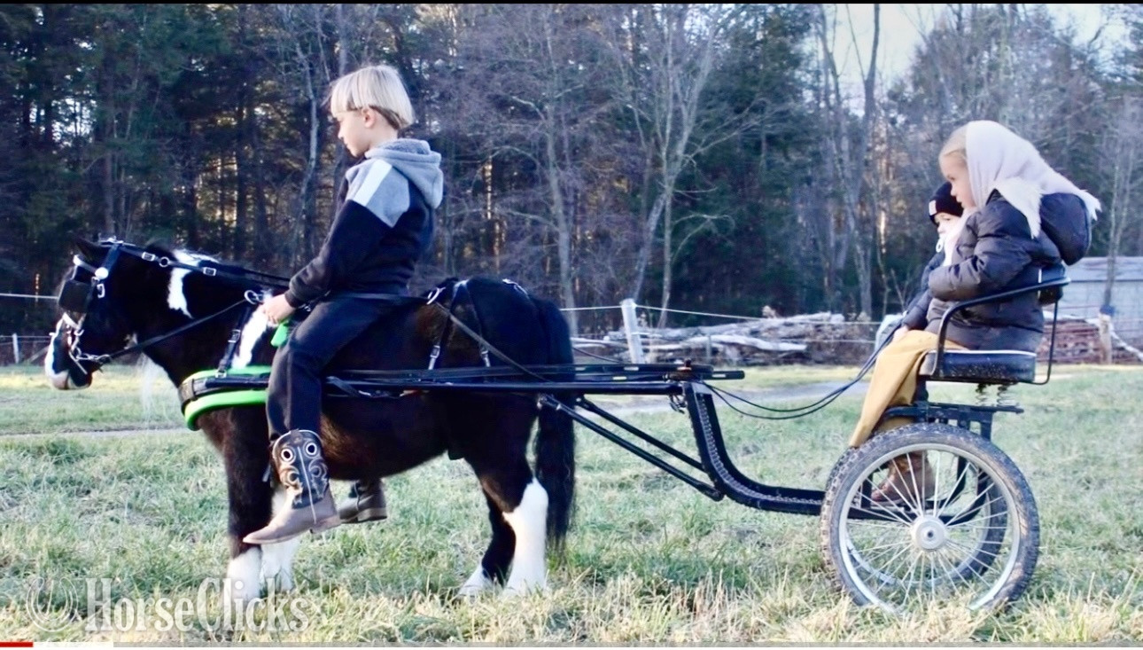 "Black Beauty"  Gelding Pony New York
