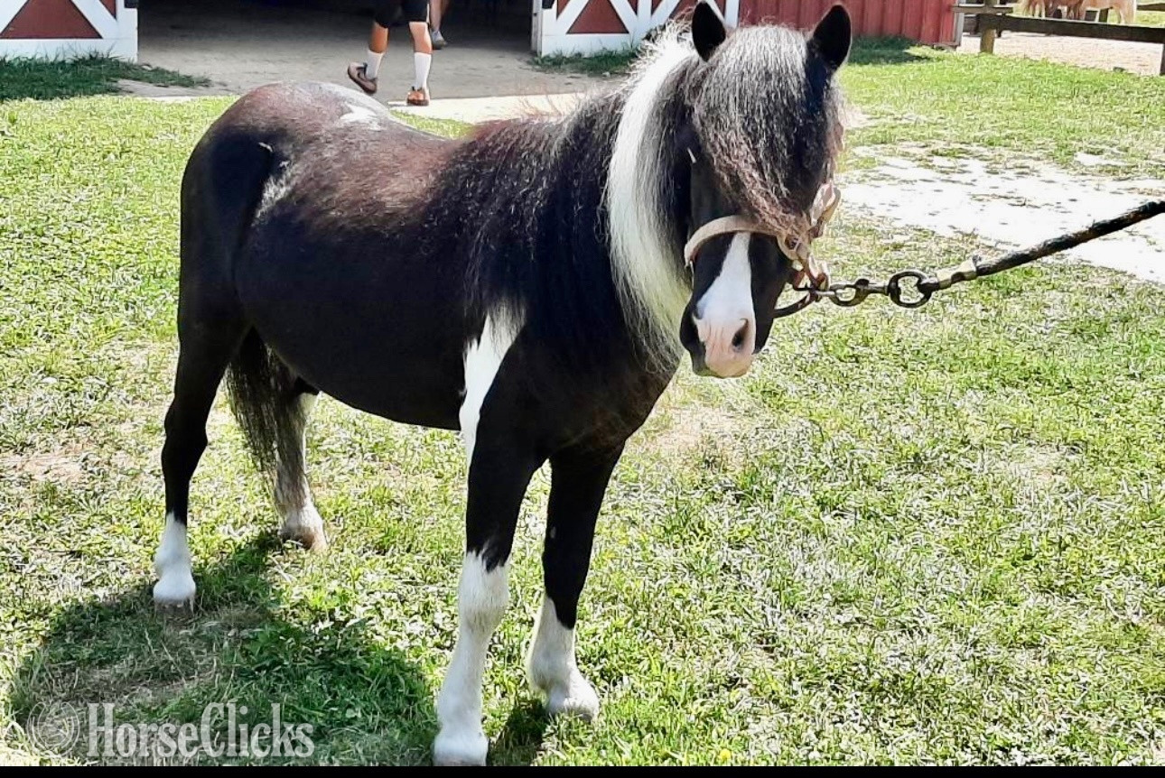Pony - "Black Beauty"  Gelding Pony in New York