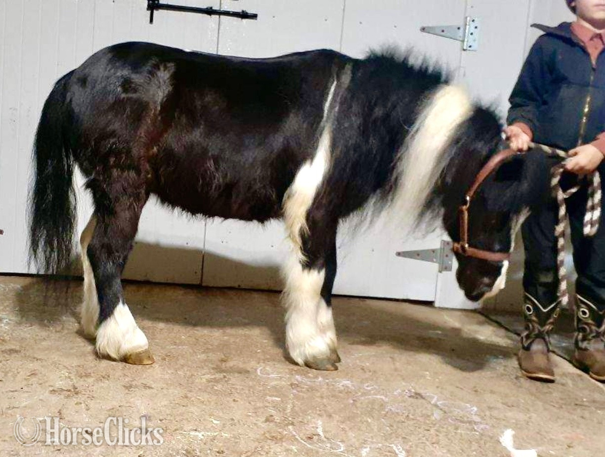Pony - "Black Beauty"  Gelding Pony