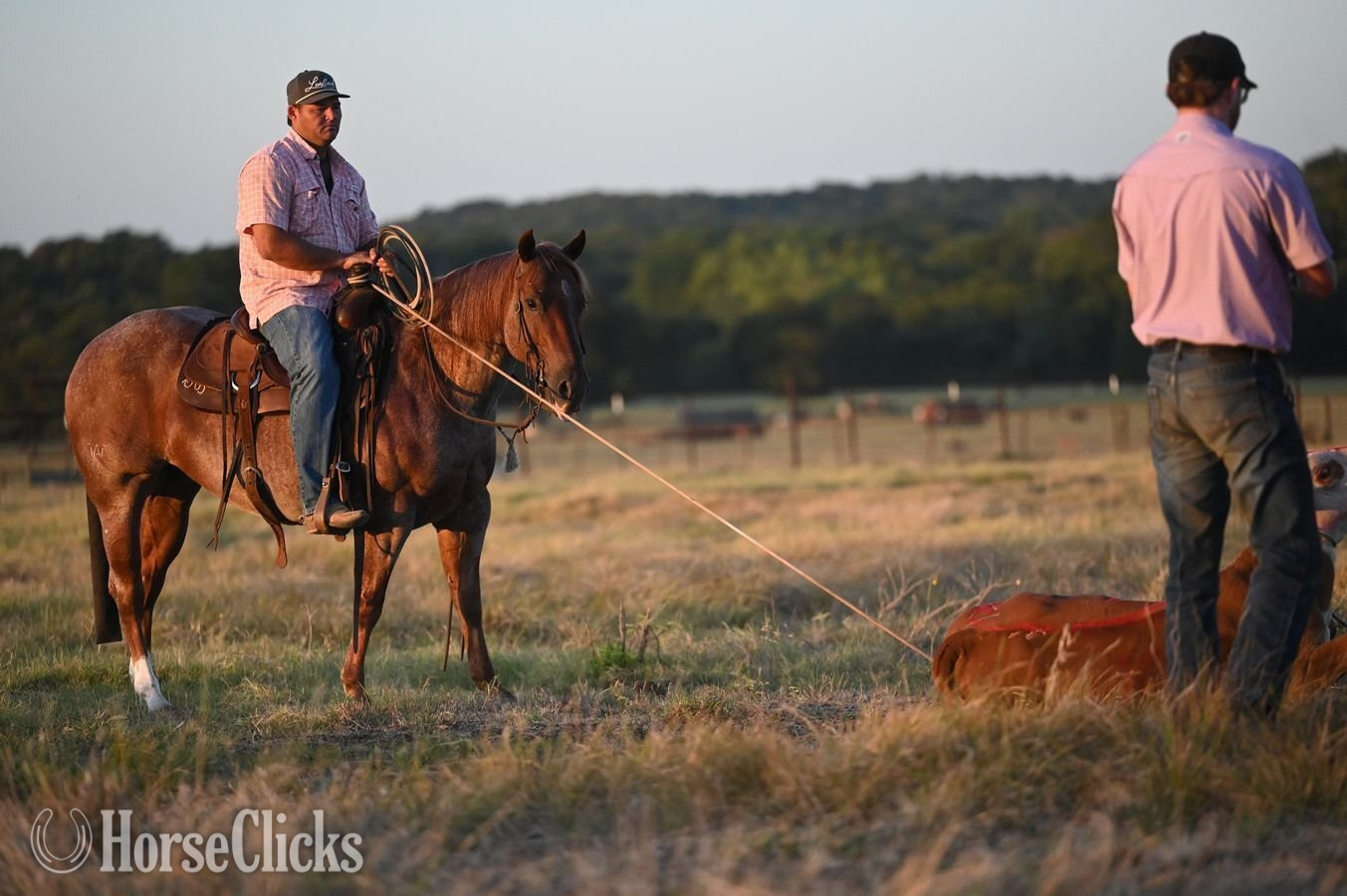 "Matcha" Red Roan Gelding Quarter Horse Texas