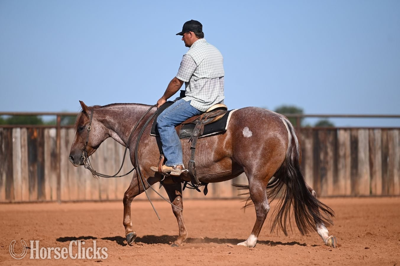 Quarter Horse - "Matcha" Red Roan Gelding Quarter Horse in Texas