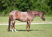 "Matcha" Red Roan Gelding Quarter Horse