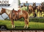 "Addi" Chocolate Mare Haflinger