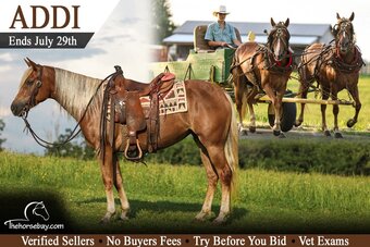 "Addi" Chocolate Mare Haflinger